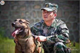神犬奇兵在线观看,忠诚守护，勇闯天涯的军犬传奇